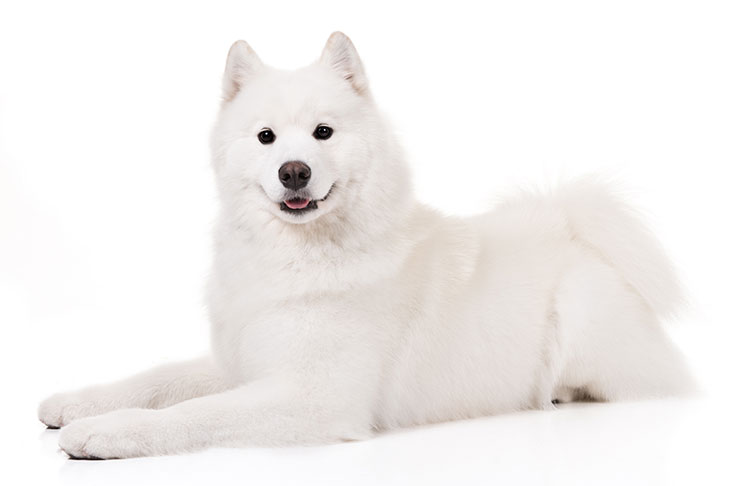 تصویر سامویید (Samoyed)